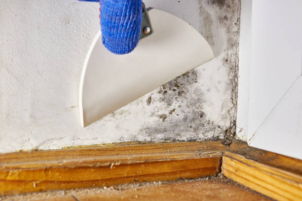 Best Indoor Air Quality Assessment  in Waterville, MN